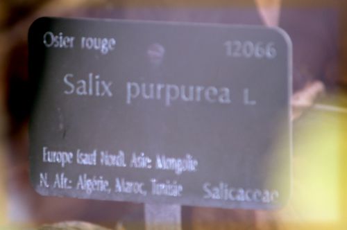 salix purpurea 0 paris 1 dec 2013 199 (1).jpg
