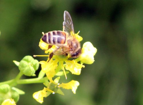 ruta graveolens abeille paris 23 juin 2012 038 (1).jpg