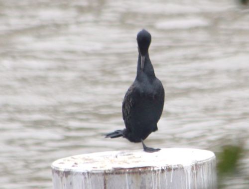 cormoran paris 10 nov 2012 028 (7).jpg