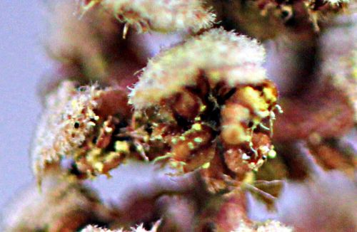 corylus purp pollen romi 20 avril 2012 p 110.jpg