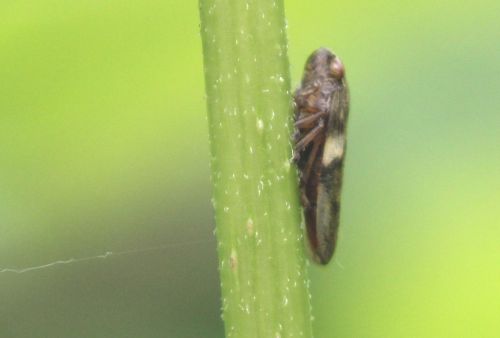cicadelle romi 4 juin 2012 105 (1).jpg