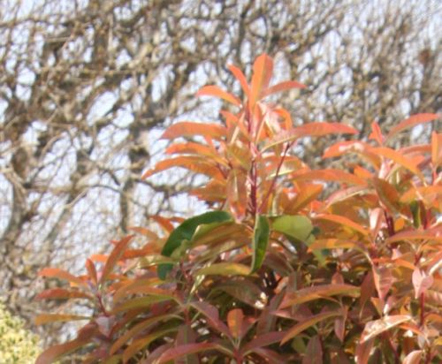 photinia serratifolia sommet .jpg