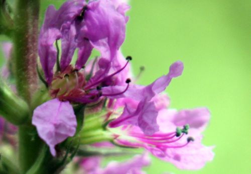 5 lythrum sal fleur romilly 29 juil  2012 028.jpg