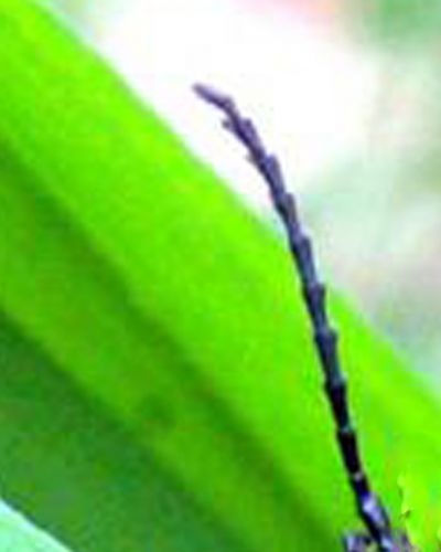 pyrochroa antenne femelle.jpg