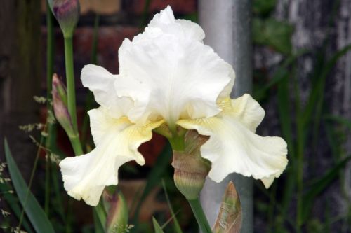 iris blanc 13 mai 002.jpg