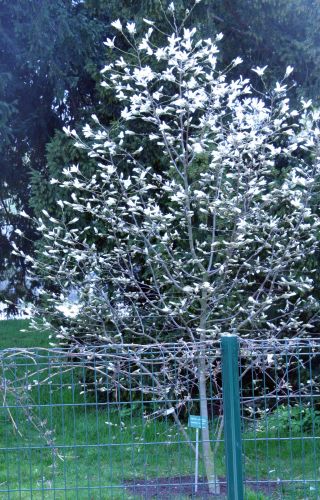 magnolia proct paris 23 mars 013.jpg