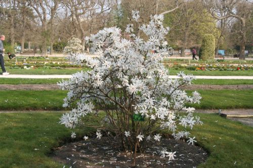 2 magnolia stellata paris 6 avril 045.jpg