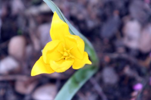 tulipe 17 avril 097.jpg