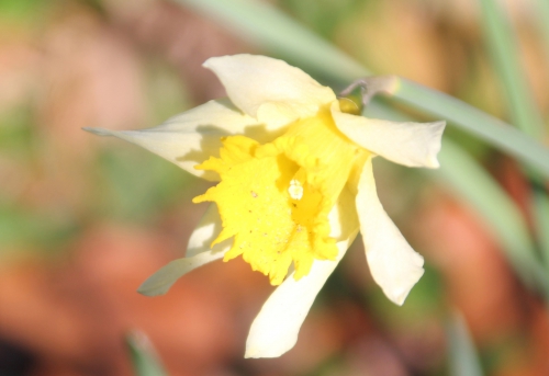 7 narcissus pseudonarcissus veneux 16 fev 2016 008.jpg