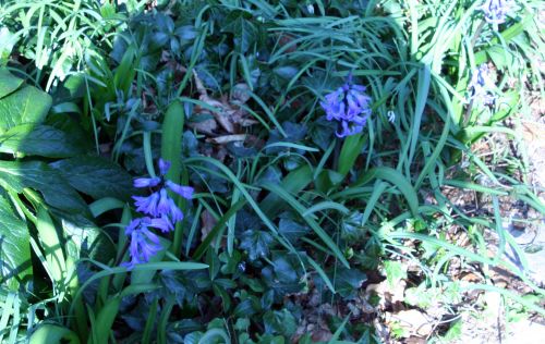 jacinthes bleues 21 mars 005.jpg