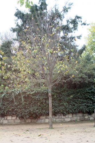 1 sorbus latifolia paris 10 nov 2012 070 (5).jpg