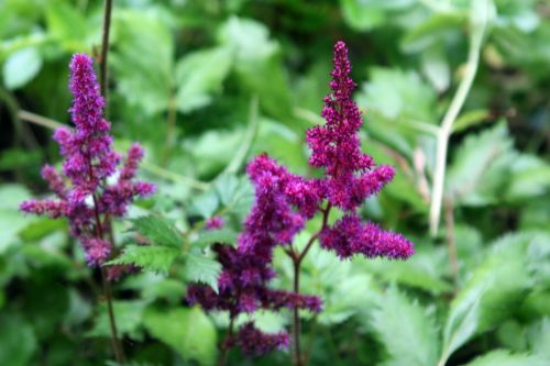 a astilbe chinensis romilly 16 juil 2012 142.jpg