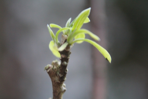 3 edgeworthia veneux 6 déc 2014 002.jpg