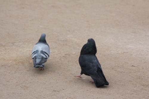 pigeons paris 10 fév 2015 004.jpg