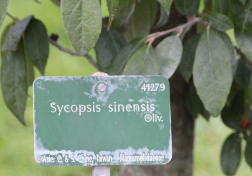 6 sycopsis sinensis paris 31 janv 2015 024 (3).jpg