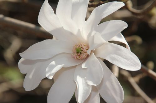 2 magnolia loebneri ballerina gb 25 mars 2012 024.jpg