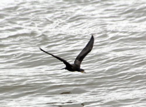 2 cormoran vol paris 10 nov 2012 010 (1).jpg