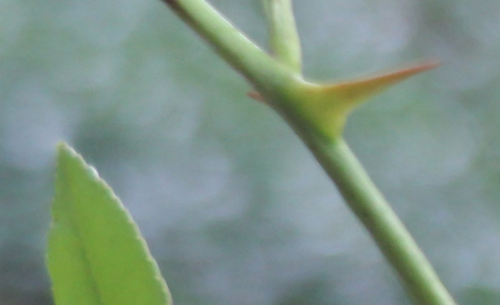 8 zanthoxylum subtrifoliatum tige 21 août 2015 002.jpg
