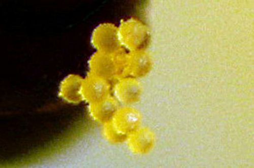 pollen de courge bl romilly 16 juil 2012 p 096.jpg