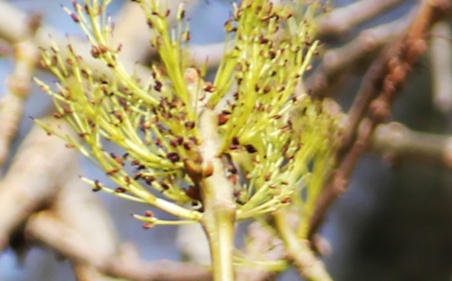 fraxinus angustifolia rec paris 31 janv 2015 133 (2).jpg