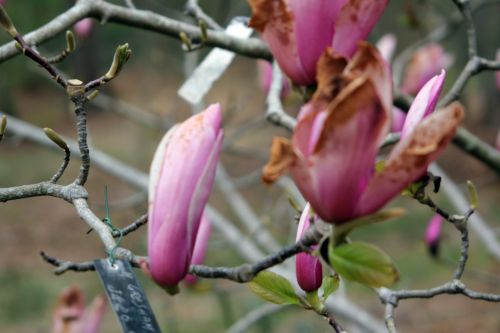 magnolia gresham gb 9 avril 2012 109.jpg